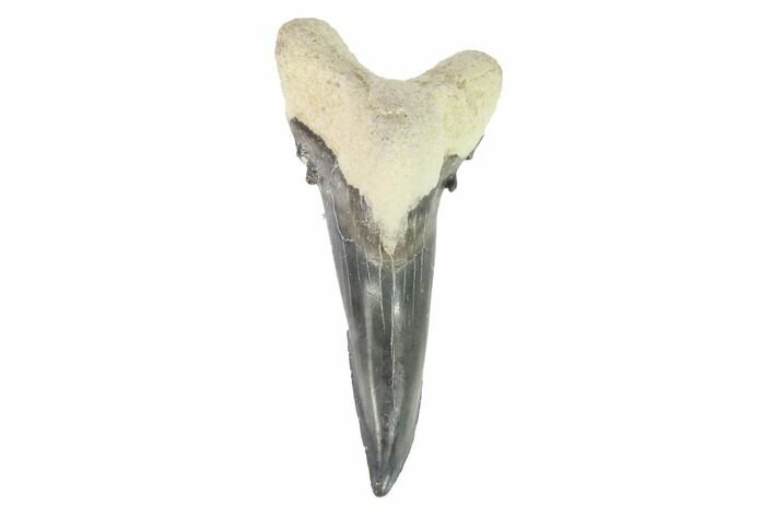 Bone Valley Shark Tooth (Hemipristis) - Lower Tooth #145143